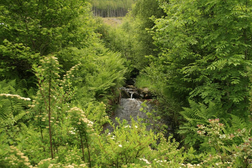 Balquhidder Braes Holiday Park Lodges, Mostly With Hot Tubs And Pet Friendly, Ev Facilities ล็อคเฮิร์นเฮด ภายนอก รูปภาพ